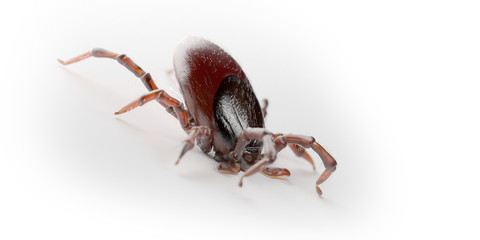 3d rendered illustration of a tick on