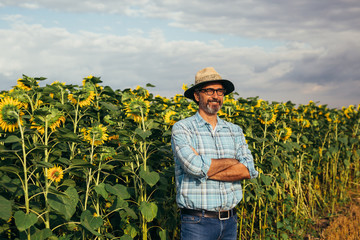 senior man standing crossed arms in sunflower field