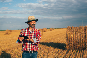 Naklejka na ściany i meble senior agronomist using tablet on cultivated wheat land
