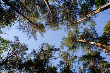 Fototapeta premium Bottom view of tall centuries-old pine trees in the forest against a clear sky on a summer