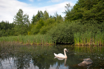 white swans on a background of green forest