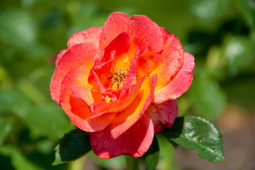 Pink Double Knock Out Rose