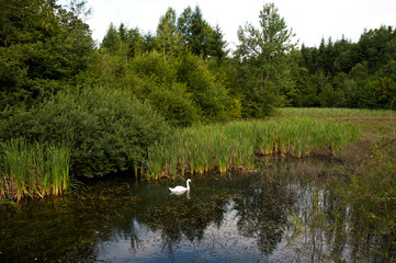 Fototapeta na wymiar white swans on a background of green forest