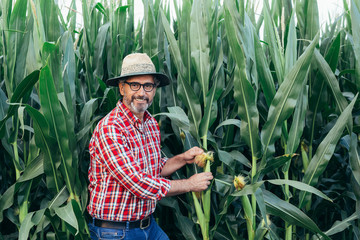 senior man examining corn in corncob in corn filed