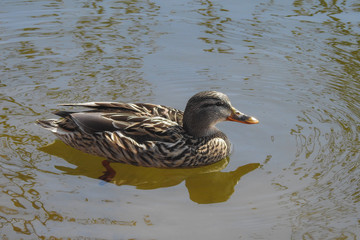 anatra selvatica (Anas plathyrhynchos) femmina nello stagno