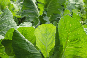 Cabbage plants growing in the kitchen garden