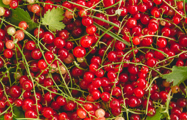 Detail of fresh redcurrants harvest