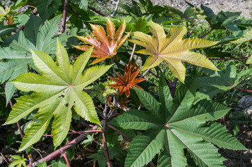 Hojas multicolores de la planta de ricino (higuerilla) silvestre 