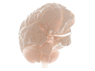 3d rendered medically accurate illustration of the human brain