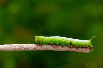 Image of Green Caterpillars of Moth on the branches on a natural background. Insect. Animal.