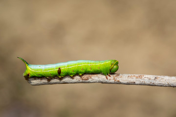 Image of Green Caterpillars of Moth on the branches on a natural background. Insect. Animal.