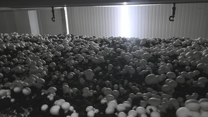 Champignon production farm. Shelves rows of beds. Shampion grown mushrooms. Modern agriculture