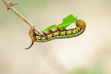 Image of Caterpillars of Bee Hawk Moth on the branches on a natural background. Insect. Animal.