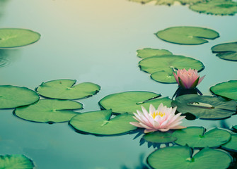 Beautiful  Thai Lotus that have been appreciated with dark blue water surface