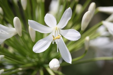 Agapanthe blanche