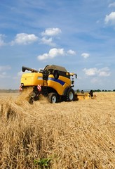 Obraz premium Gelber Mähdrescher bei der Ernte bei schönsten Sommerwetter