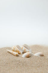 砂浜と貝殻