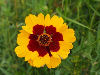 yellow flower of sunflower
