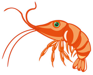 Sea animal prawn on white background is insulated