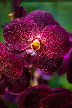 Purple Orchid Vanda Burgundy