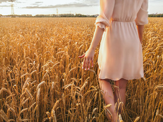 A girl walking in a golden field An unrecognizable girl in a romantic dress is going among wheat ears at sunset