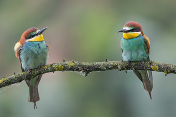 Engaged couple of European bee eaters in cloudy day (Merops apiaster)