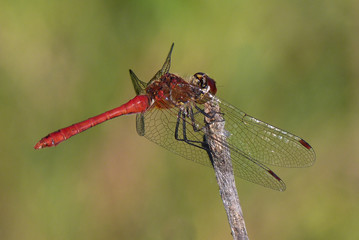libellula Sympetrum depressiusculum su sfondo chiaro