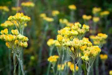 Flowers of helichrysum arenarium closeup