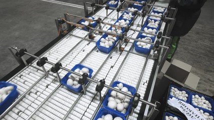Mushroom production. Production line packs containers with mushrooms. Blue containers move along the conveyor. Organic food production. Food packaging for long-term storage