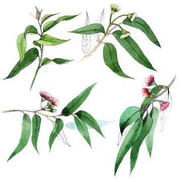 Eucaliptus floral botanical flowers. Watercolor background set. Isolated eucaliptus illustration element.