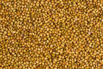 Image of spices isolated close up.