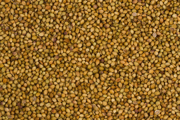 Coriander powder with coriander seeds.