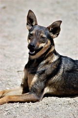 Domestic dog abandoned leaving on the streets 