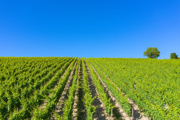 Blick von oben auf die Weinberge bei Hattenheim/Deutschland im Rheingau