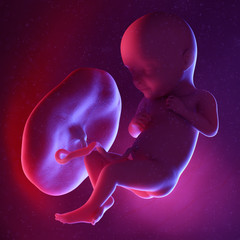 3d rendered medically accurate illustration of a human fetus - week 32