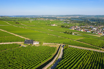 Fototapeta na wymiar Blick von oben auf die Weinberge bei Rüdesheim/Deutschland