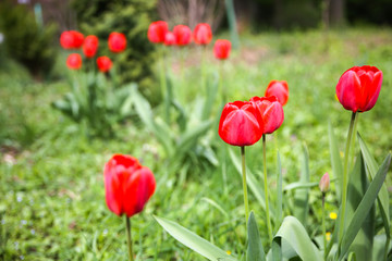 Red tulips outdoors. Beautiful flowers in the park.