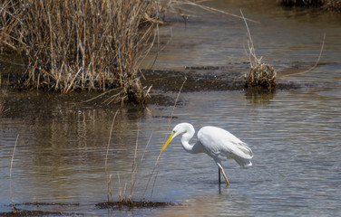 Great white Egret hunting in the lake.