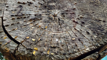 photo of a tree trunk with clogged coins