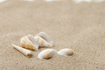 砂浜と貝殻
