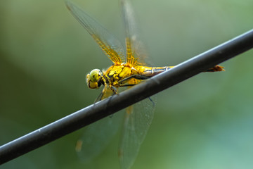 Allphotokz Dragonfly 20080706 6064 1DM3