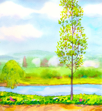 Young poplar trees on the river