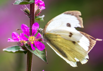 butterfly on a flower