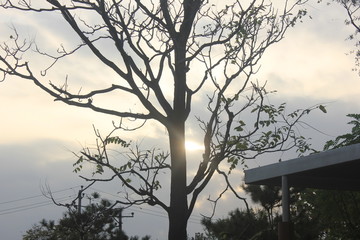 Fototapeta na wymiar tree in winter, sunset in beijing 