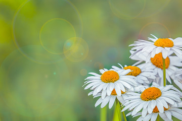 Macro of beautiful white daisies flowers, bright field with beautiful wild flowers camomiles