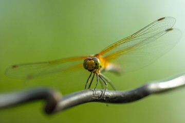 Allphotokz Dragonfly 20080706 6076 1DM3