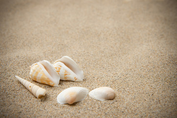 砂浜と貝殻