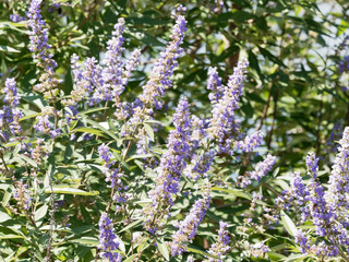 Obraz premium Vitex agnus-castus | Le gattilier ou l'arbre au poivre aux fleurs en épis bleues violacées
