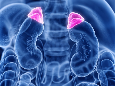3d rendered medically accurate illustration of the adrenal gland