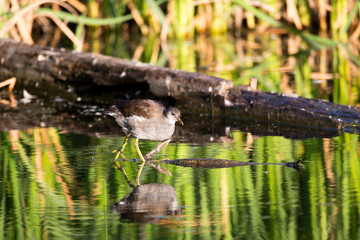 North American common gallinule chick walking in shallow lake during a golden hour summer morning, Léon-Provancher Marsh, Neuville, Quebec, Canada